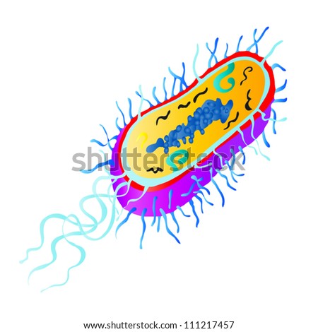 Bacterial Anatomy