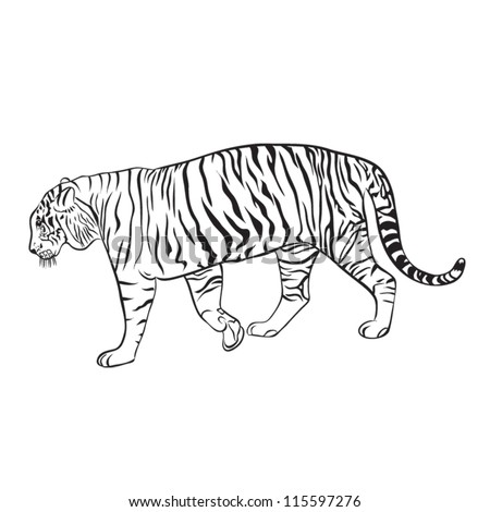 Tiger Drawing White And Black Stock Vector Illustration 115597276