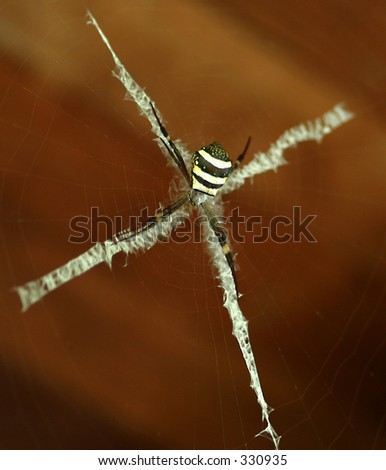 Black and white spider hanging in a crossed web.