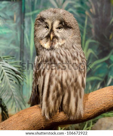 wise looking owl