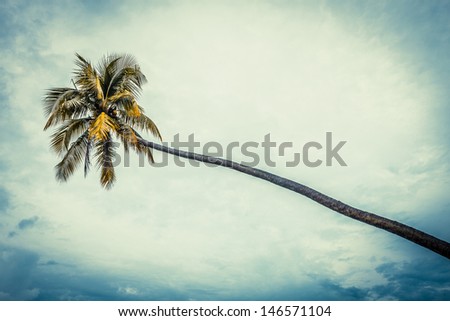 coco tree with bule sky