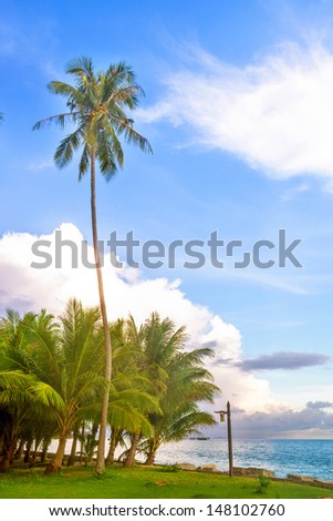 coco tree with bule sky