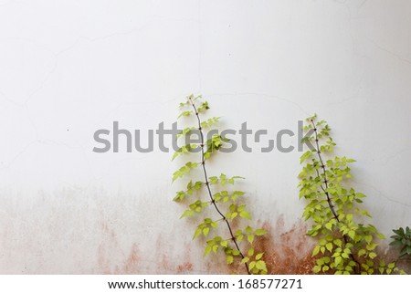 Green Creeper Plant growing on white wall