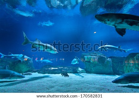 Many Fishes In Aquarium