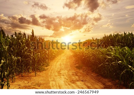 skyline and corn field