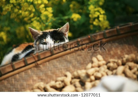 cat among blooming rapeseed