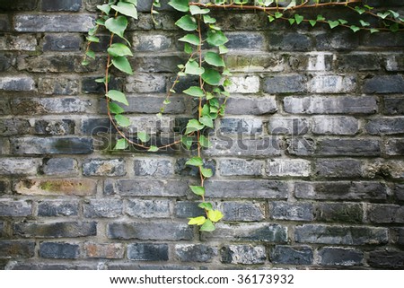 green vines on old brick wall