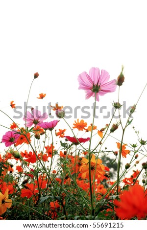 Colorful+daisies+background