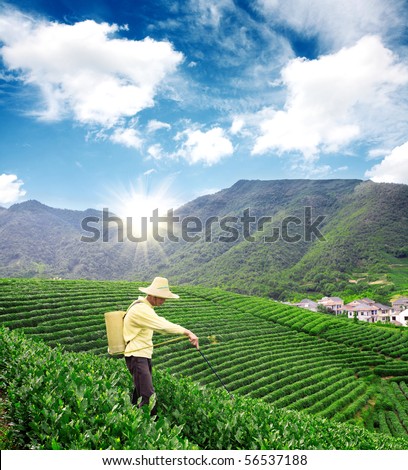 A farmer is spraying pesticides in tea garden