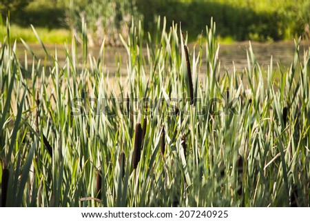 reeds in the marsh