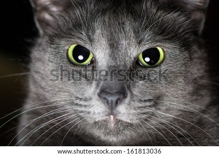 Thoroughbred Russian Blue Cat Male
