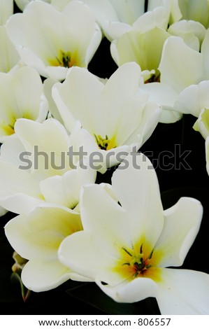 Close-up of white and yellow tulips at Keukenhof flower show, Holland