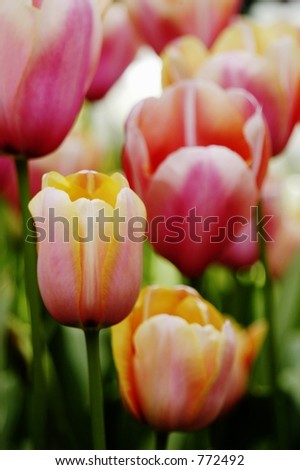 Close-up of apricot, pink, orange and white tulips at Keukenhof flower show, Holland
