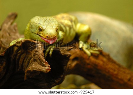 Shallow depth-of-field photo of a Common Iquana (Iguana Iguana) sticking out its tongue, South America