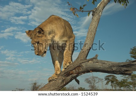 Young lion (panthera leo) playing in a tree at sunset