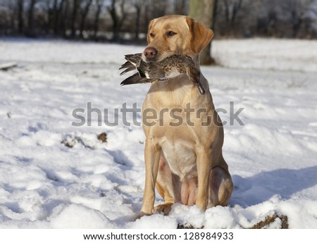 Hunting dog caught bird