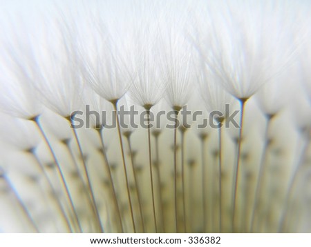 Dandy against white sky Dandy against white sky