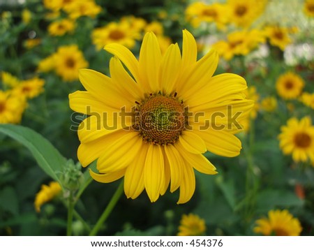 Sun flower on background of sun flowers