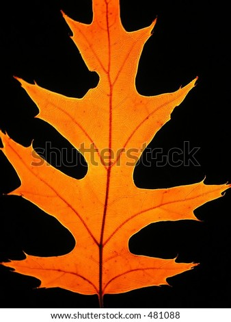 Close-up of autumn oak leaf on black background