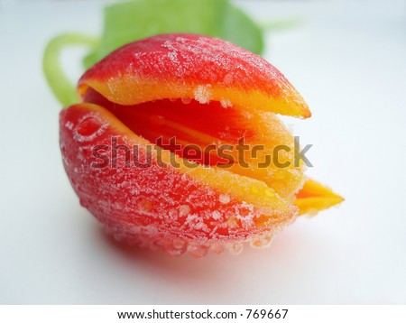  Red orange and yellow tulip with ice crystals on white background