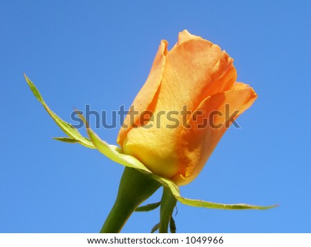 Close-up of yellow rose against clear blue sky on a summer day