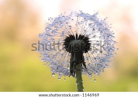 Close-up of round dandelion seed as a silhouette with coloured blurred background