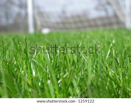 Close-up of green grass with soccer net in the background on a summer day in the park