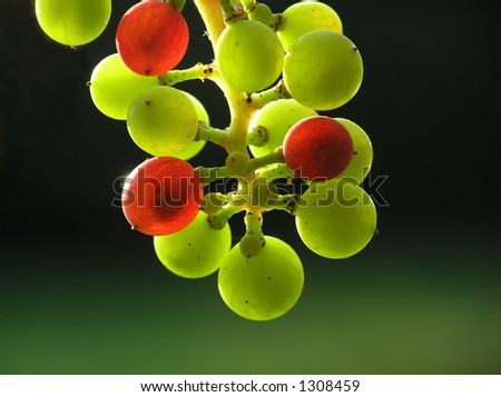 Bunch of small green and red transparent grapes against a green blurred background
