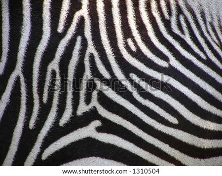 Details of zebra as a fur background