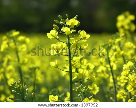 Yellow Mustard Flowers