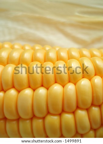 Close-up of yellow maize cob with delicious kernels