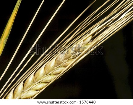 Close-up of wheat corn ready for the harvest on a summer day on black background