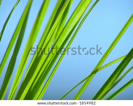 Close-up of fresh green grass straws against clear blue sky