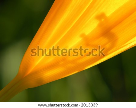 Close-up of orange flower with fine lines and soft shades