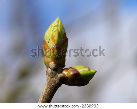 Close-up of branch of tree with a bud on lovely day in the spring