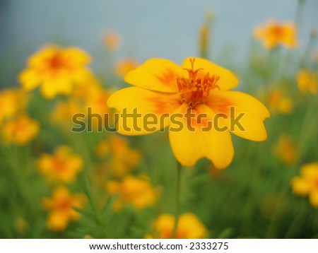 Close-up of yellow and orange flower