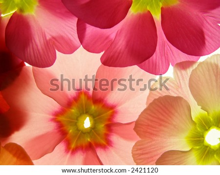 stock photo : Close-up of primula flower against white background