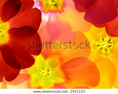 Close-up of primula flower against white background