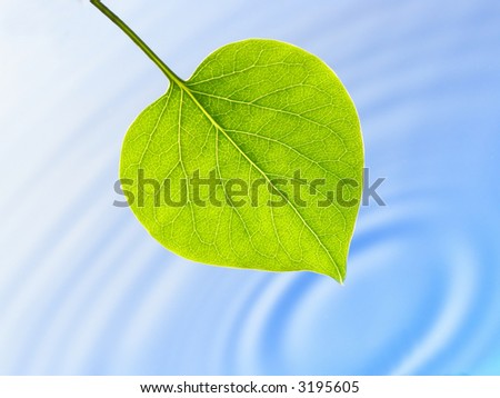 Fresh green spring leaf against fresh blue water with ripples