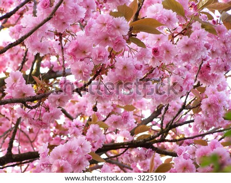 background of pink cherry blossom on a wonderful spring day
