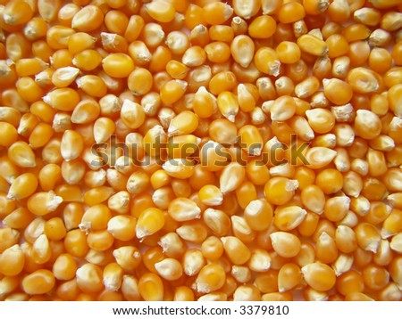 Background of yellow maize corn kernels ready for making popcorn
