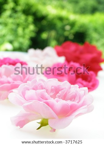 pink pastel roses