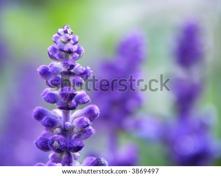 Close-up of lavender flower on a summer day in the garden