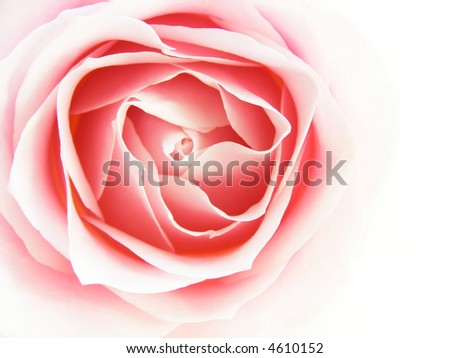 Close-up of delicate pink rose head against white background