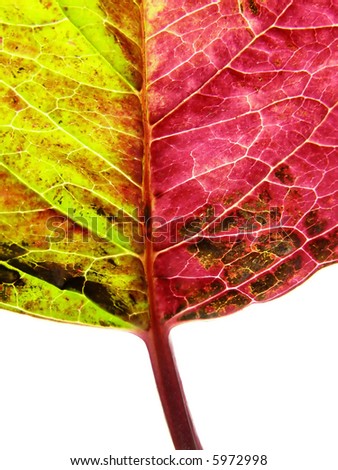 close-up of red and green autumn leaf against white background