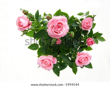 pink rose flower background. pink rose flower against