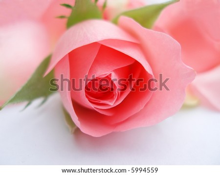 pink rose flower against