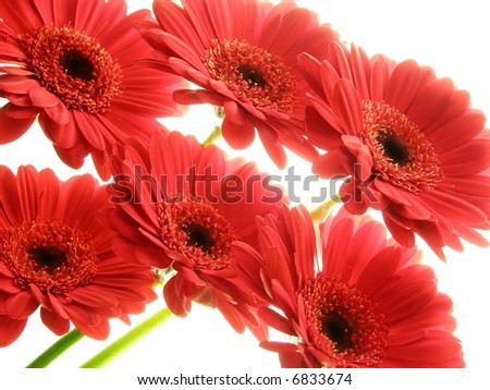 lose-up of red gerbera flowers against white background