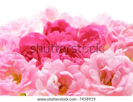 Pink and white rose bridal