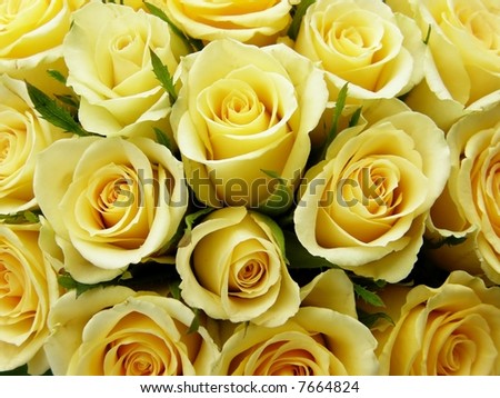 Close-up of bunch of yellow roses flower against white background